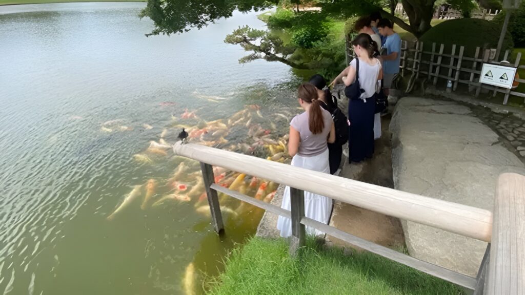 A group of people stand by a wooden railing, observing and feeding large koi fish in a pond surrounded by greenery—a tranquil scene reminiscent of Bizen, Japan, one of Menlo Park's Sister Cities.